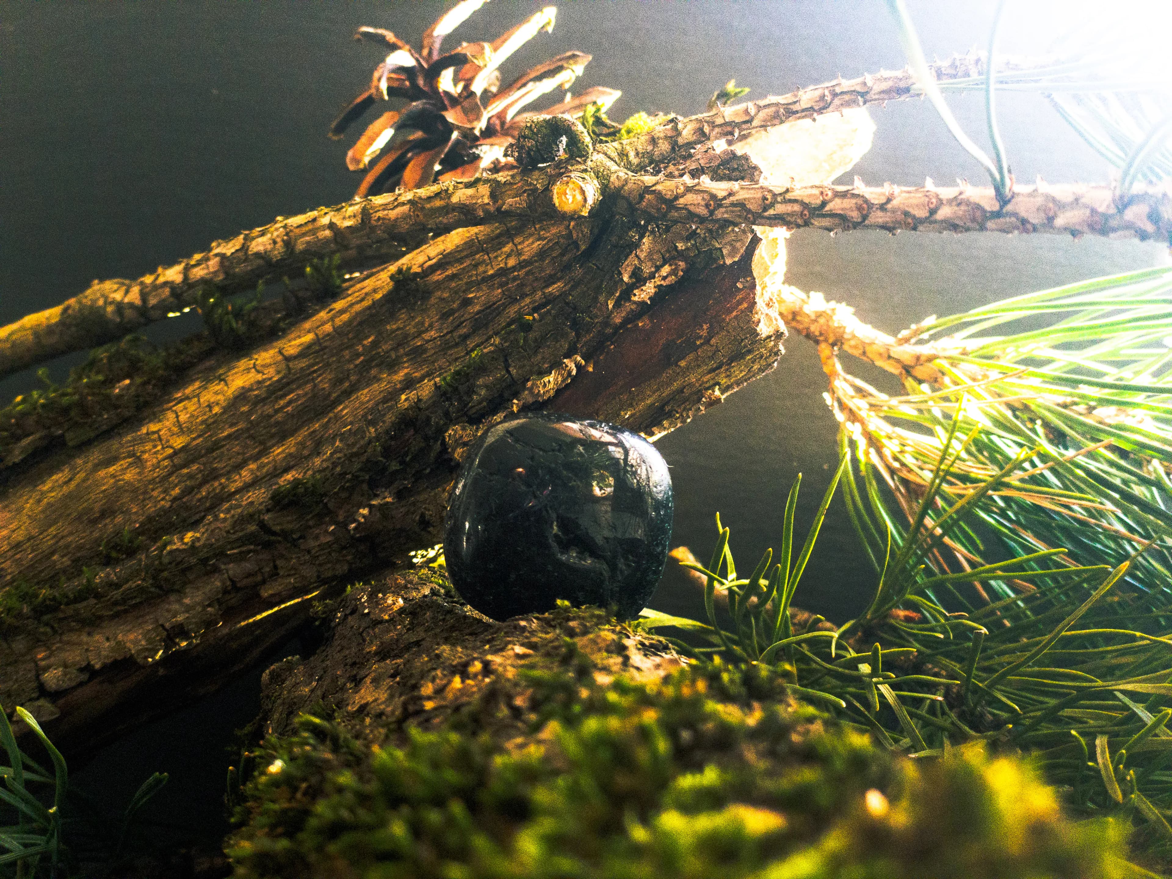 Juodasis turmalinas: Šešėlių sergėtojas